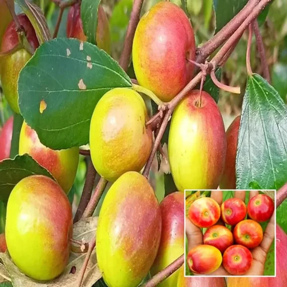 Apple Ber Fruit Organic Fruit Plant In India (Grafted) Organic Fruit Plant