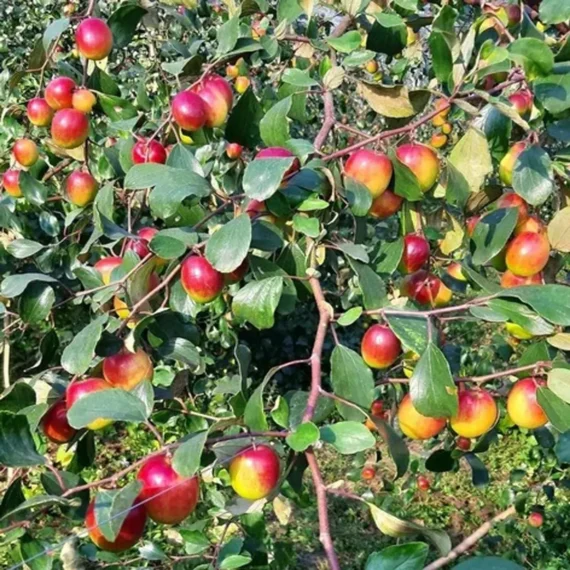 Apple Ber Fruit Organic Fruit Plant In India (Grafted) Organic Fruit Plant