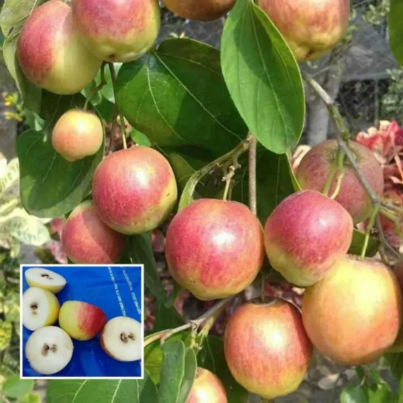 Thai Seedless Apple Ber Organic Fruit Plant Grafted