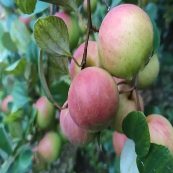 Thai Seedless Apple Ber Organic Fruit Plant Grafted