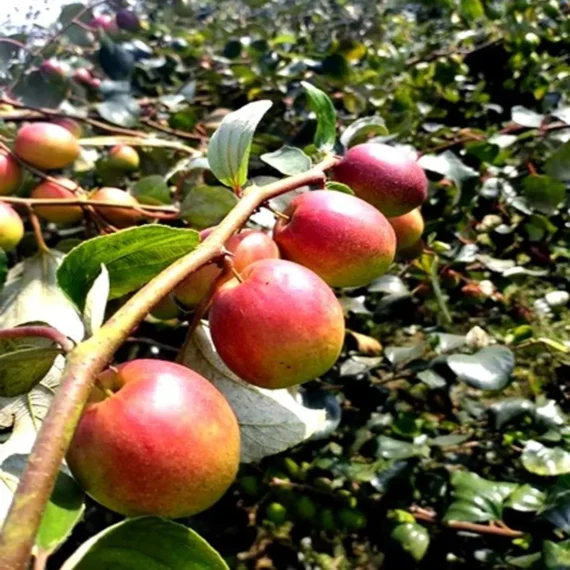 Thai Seedless Apple Ber Organic Fruit Plant Grafted