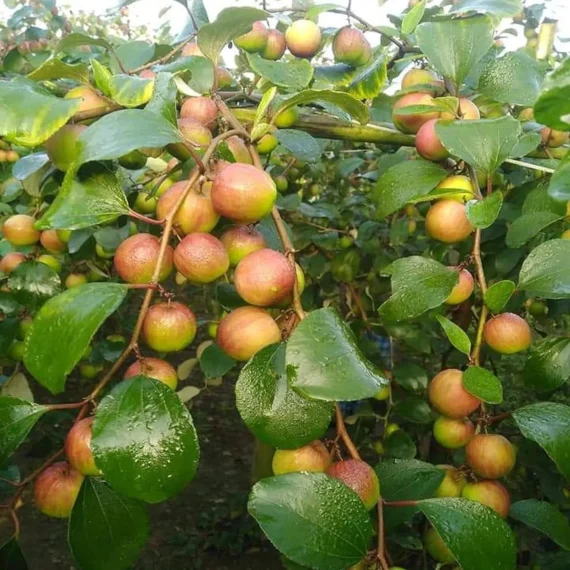 Thai Seedless Apple Ber Organic Fruit Plant Grafted