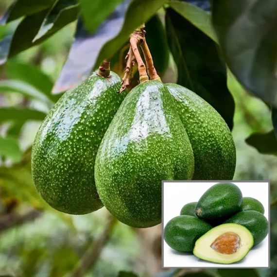 Seedling Avocado Butter Fruit Live Plant