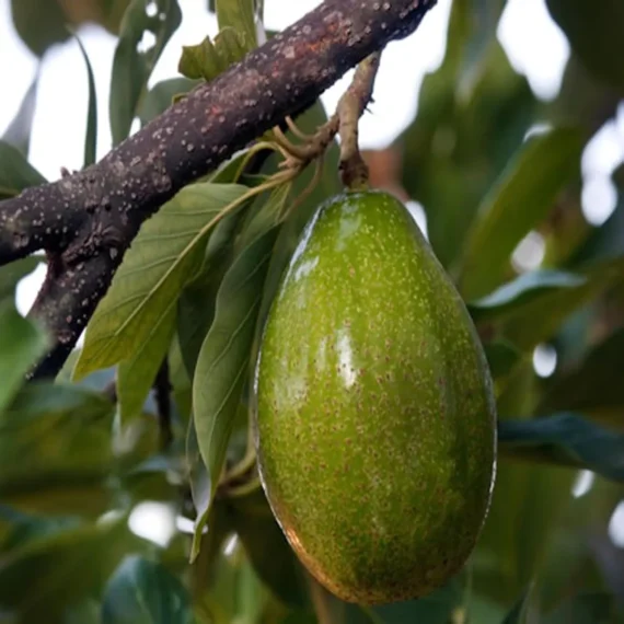 Seedling Avocado Butter Fruit Live Plant