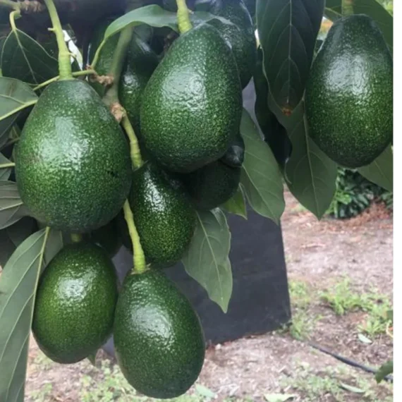 Seedling Avocado Butter Fruit Live Plant