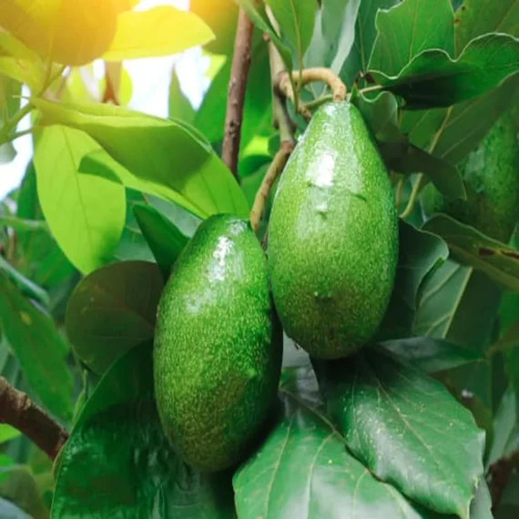 Seedling Avocado Butter Fruit Live Plant