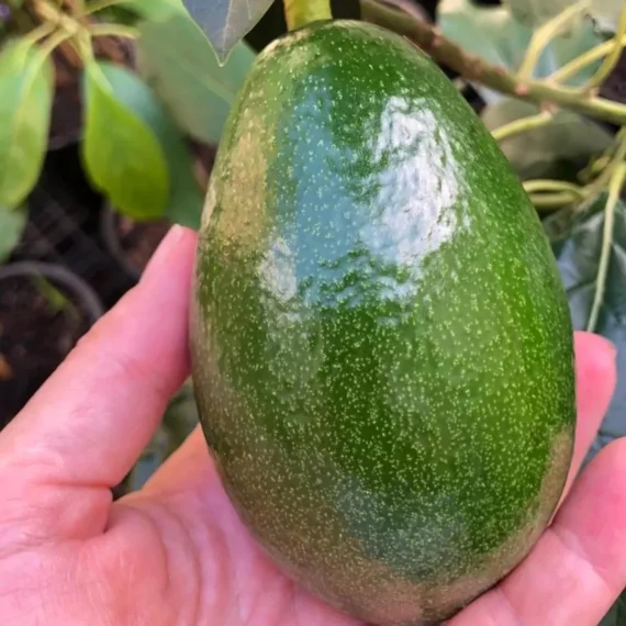 Seedling Avocado Butter Fruit Live Plant