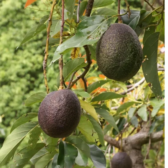 Lamb Hass Avocado Butter Fruit Grafted Live Plant