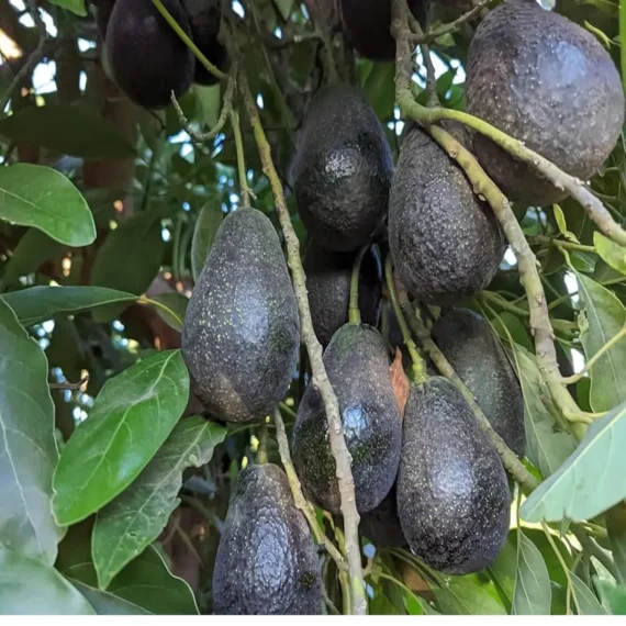 Lamb Hass Avocado Butter Fruit Grafted Live Plant