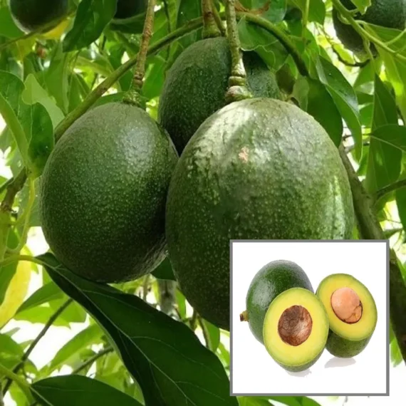 Monroe Round Avocado Butter Fruit Grafted Live Plant