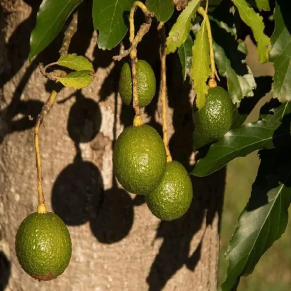 Monroe Round Avocado Butter Fruit Grafted Live Plant