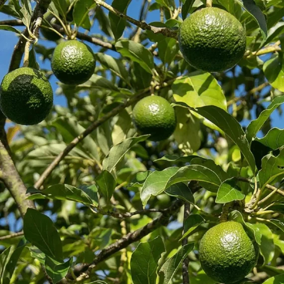 Monroe Round Avocado Butter Fruit Grafted Live Plant