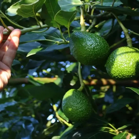 Monroe Round Avocado Butter Fruit Grafted Live Plant