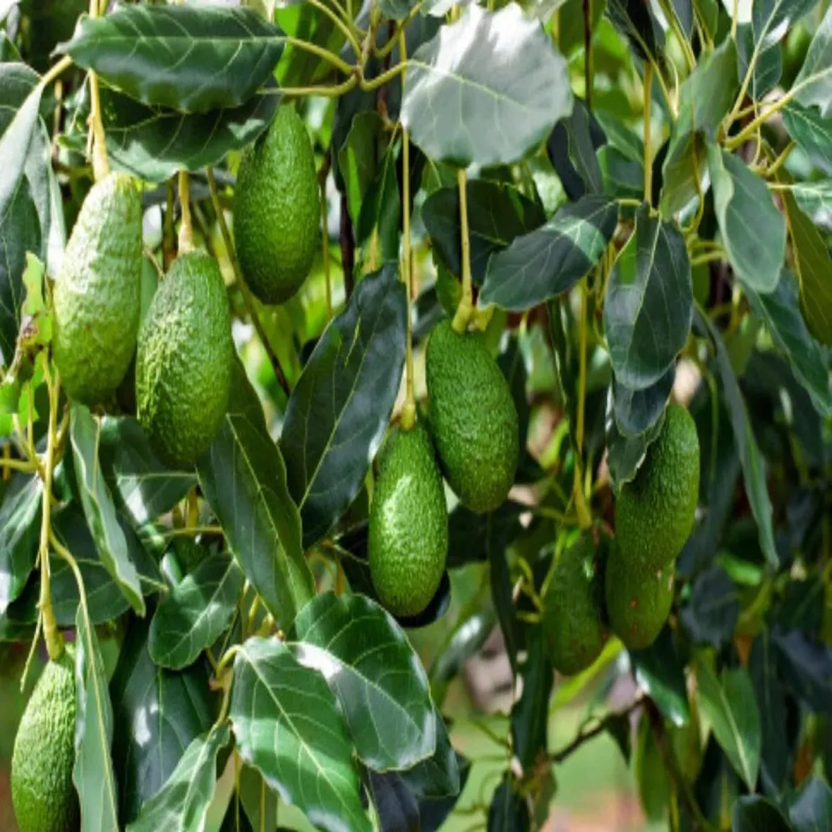 Hass Avocado Butter Fruit Grafted Live Plant - Image 3