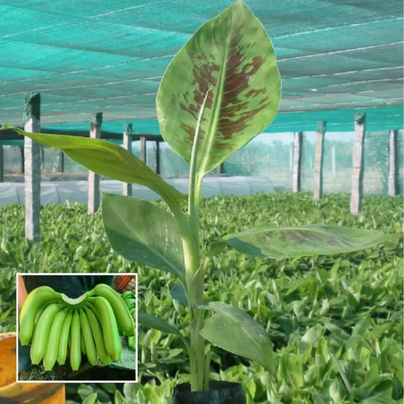 Grand Naine G9 Banana Tissue Caltured Fruit Live Plant