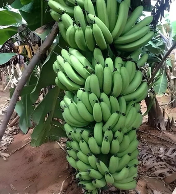 Grand Naine G9 Banana Tissue Caltured Fruit Live Plant