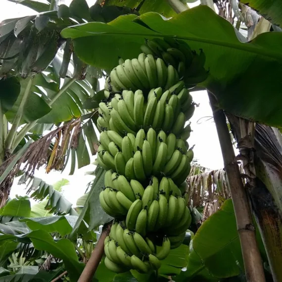 Grand Naine G9 Banana Tissue Caltured Fruit Live Plant