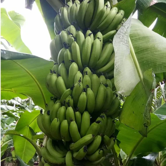 Grand Naine G9 Banana Tissue Caltured Fruit Live Plant