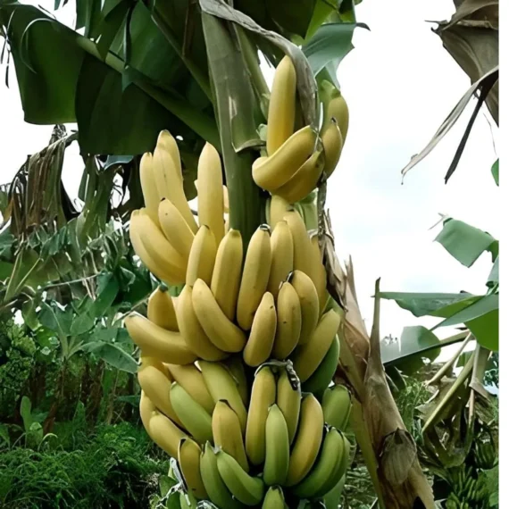 Singapuri Banana Tissue Caltured Fruit Live Plant