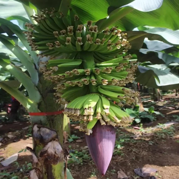 Singapuri Banana Tissue Caltured Fruit Live Plant