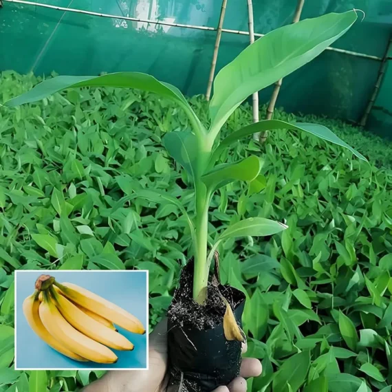 Singapuri Banana Tissue Caltured Fruit Live Plant