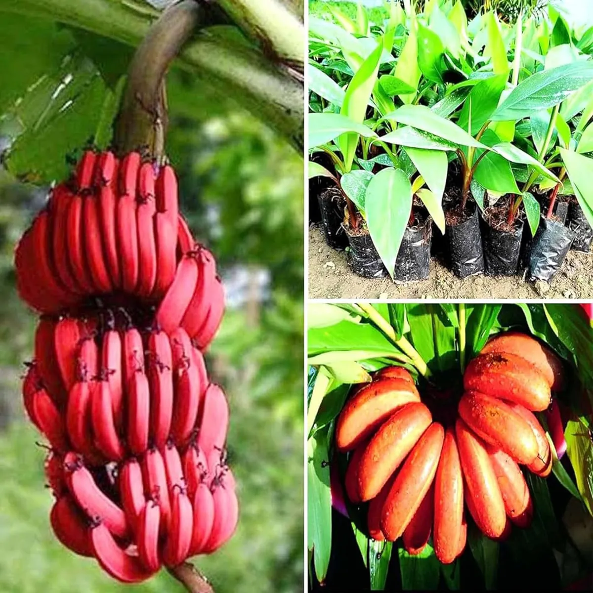 Red Banana Tissue Caltured Fruit Live Plant - Image 2