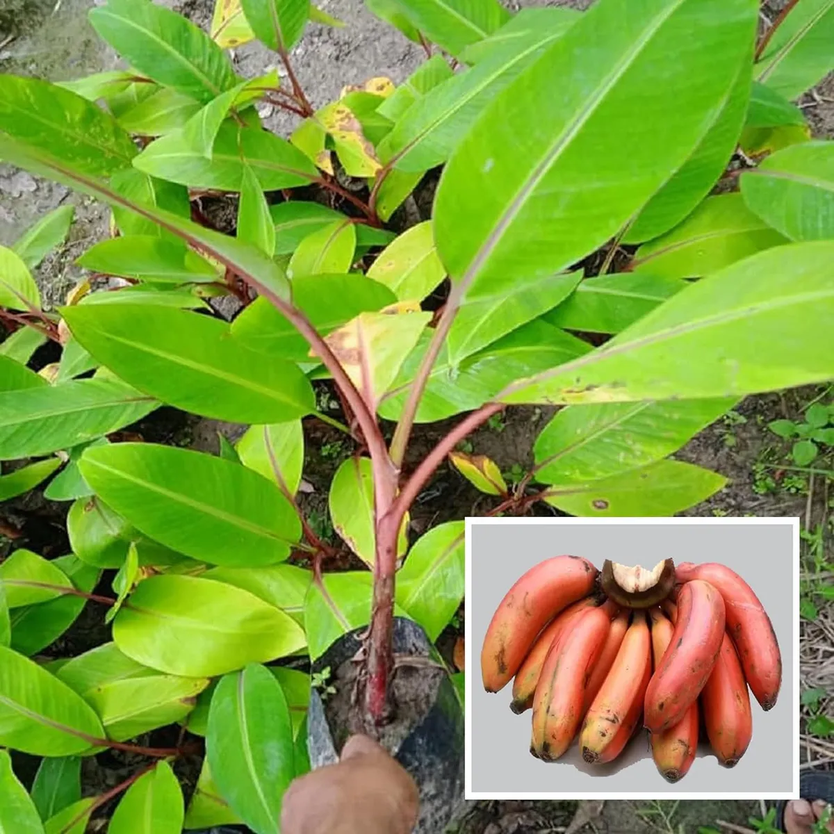 Red Banana Tissue Caltured Fruit Live Plant - Image 3