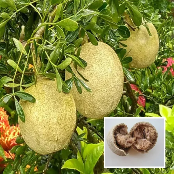 Thai Wood Apple Kot Bel Grafted Fruit Live Plant