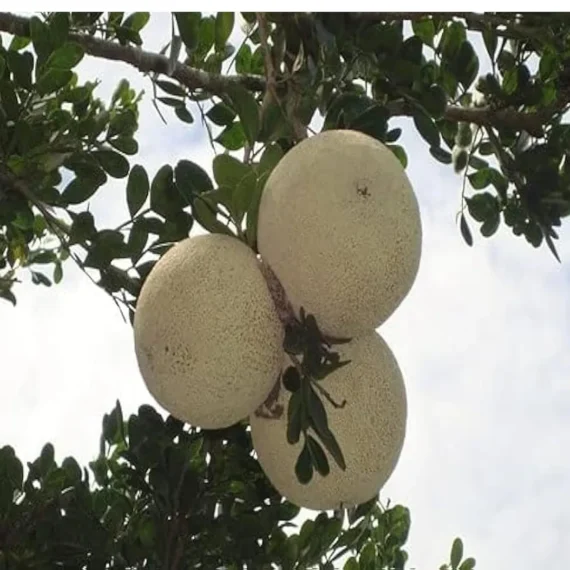 Thai Wood Apple Kot Bel Grafted Fruit Live Plant