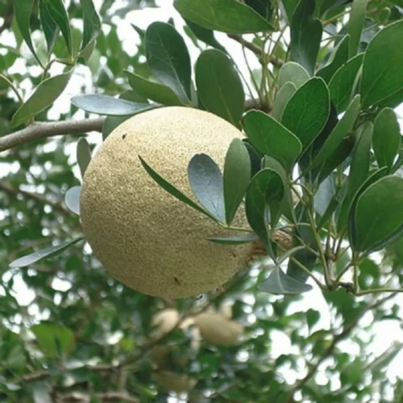 Thai Wood Apple Kot Bel Grafted Fruit Live Plant