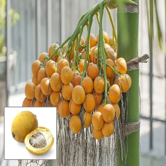 Assam Pati Arecanut Betel Nut Supari H brid Dwarf Fruit Live Plant 1.5-3 Feet Height)