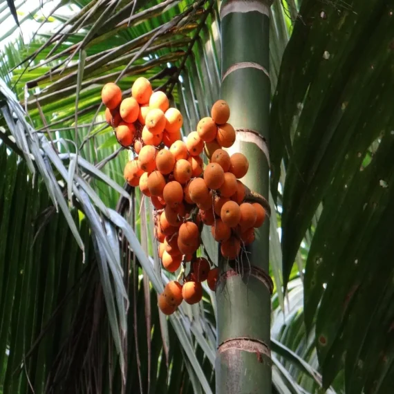 Assam Pati Arecanut Betel Nut Supari H brid Dwarf Fruit Live Plant 1.5-3 Feet Height)