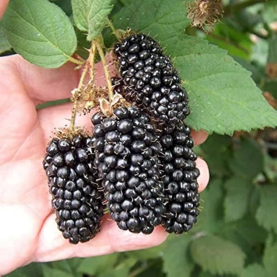 Blackberry Climbing Live Plant