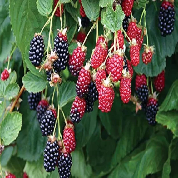 Blackberry Climbing Live Plant