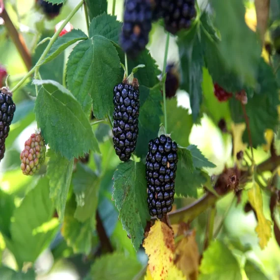 Blackberry Climbing Live Plant