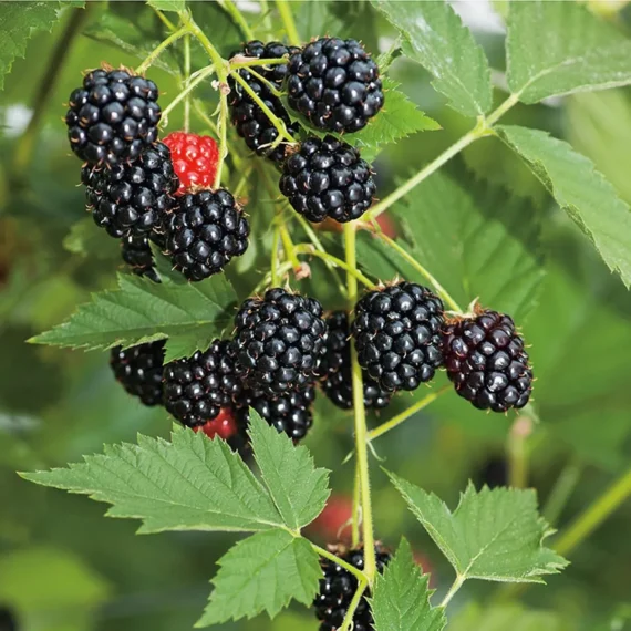 Blackberry Climbing Live Plant