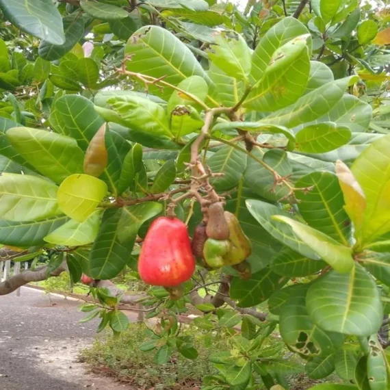 Vri 3 Kaju Cashew Nut Anacardium Fruit Live Plant