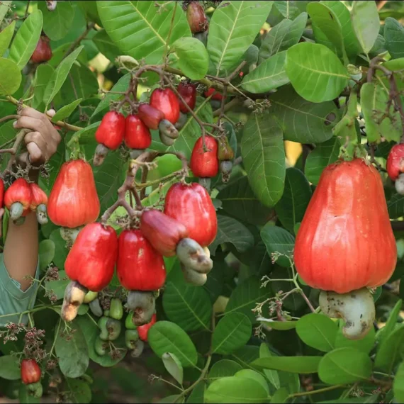 Vri 3 Kaju Cashew Nut Anacardium Fruit Live Plant