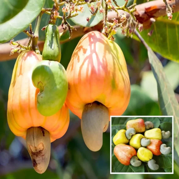 Jhargram 1 Kaju Cashew Nut Anacardium Fruit Live Plant (1.5-3 Feet Height)