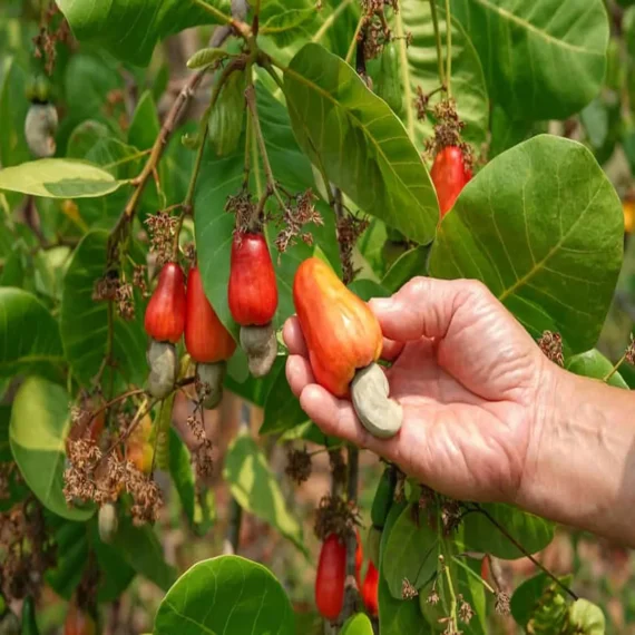 Jhargram 1 Kaju Cashew Nut Anacardium Fruit Live Plant (1.5-3 Feet Height)