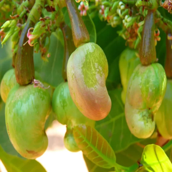 Jhargram 1 Kaju Cashew Nut Anacardium Fruit Live Plant (1.5-3 Feet Height)