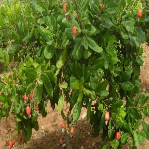 Jhargram 1 Kaju Cashew Nut Anacardium Fruit Live Plant (1.5-3 Feet Height)