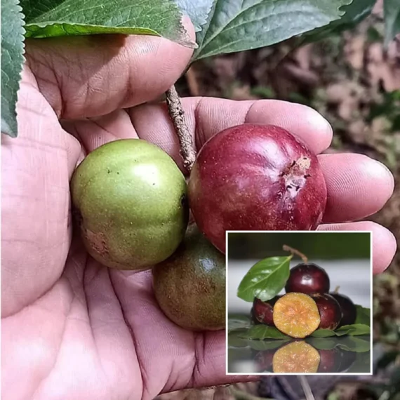 Manila Tennis Ball Cherry Cherries Grafted Live Plant