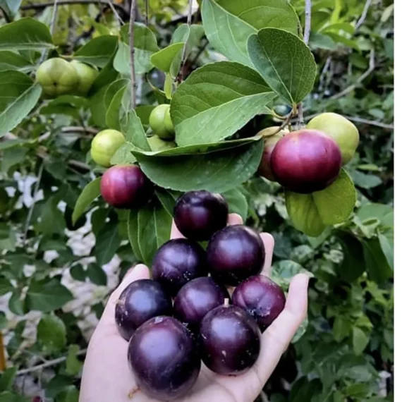 Manila Tennis Ball Cherry Cherries Grafted Live Plant