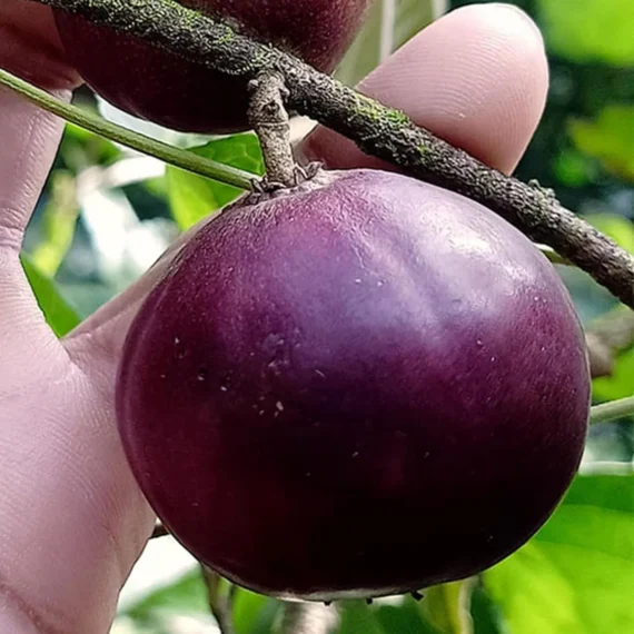 Manila Tennis Ball Cherry Cherries Grafted Live Plant