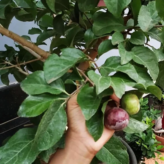 Manila Tennis Ball Cherry Cherries Grafted Live Plant