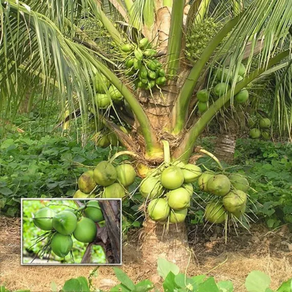 Kerala Kalpasree Coconut Nariyal Hybrid Dwarf Fruit Live Plant