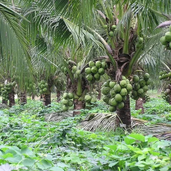 Kerala Kalpasree Coconut Nariyal Hybrid Dwarf Fruit Live Plant