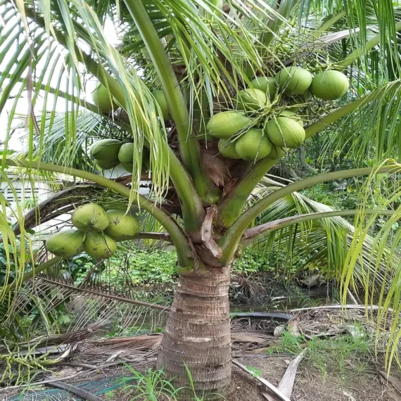 Kerala Kalpasree Coconut Nariyal Hybrid Dwarf Fruit Live Plant