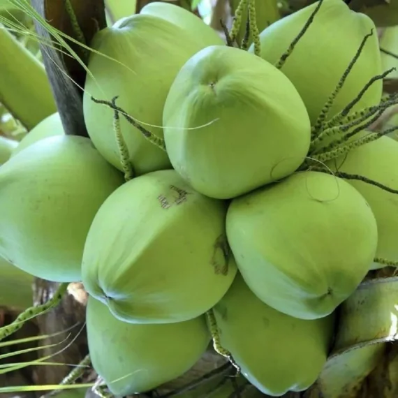 Kerala Kalpasree Coconut Nariyal Hybrid Dwarf Fruit Live Plant